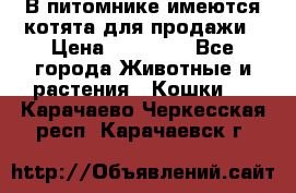 В питомнике имеются котята для продажи › Цена ­ 30 000 - Все города Животные и растения » Кошки   . Карачаево-Черкесская респ.,Карачаевск г.